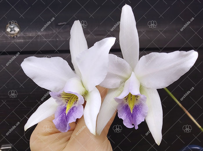 Laelia anceps coerulea 'Fort Caroline'.jpg