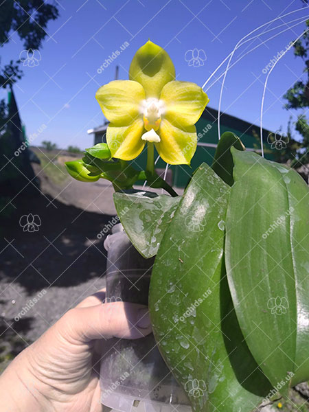 Phalaenopsis Joy Spring Canary 'Green'.jpg