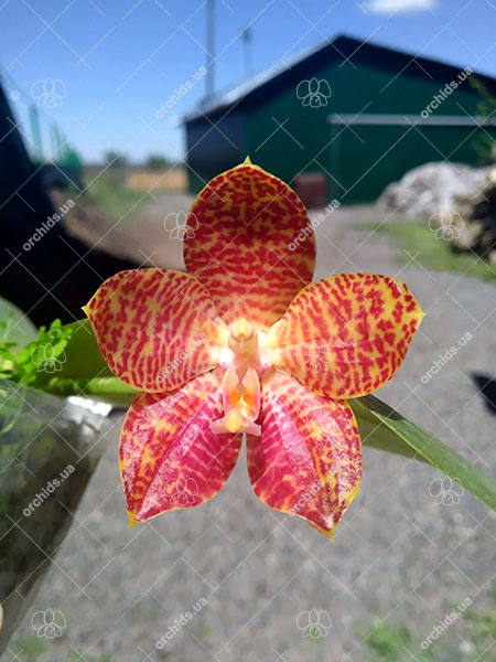 Phalaenopsis Mituo Reflex Dragon 'B-3' x gigantea 'M-2'.jpg