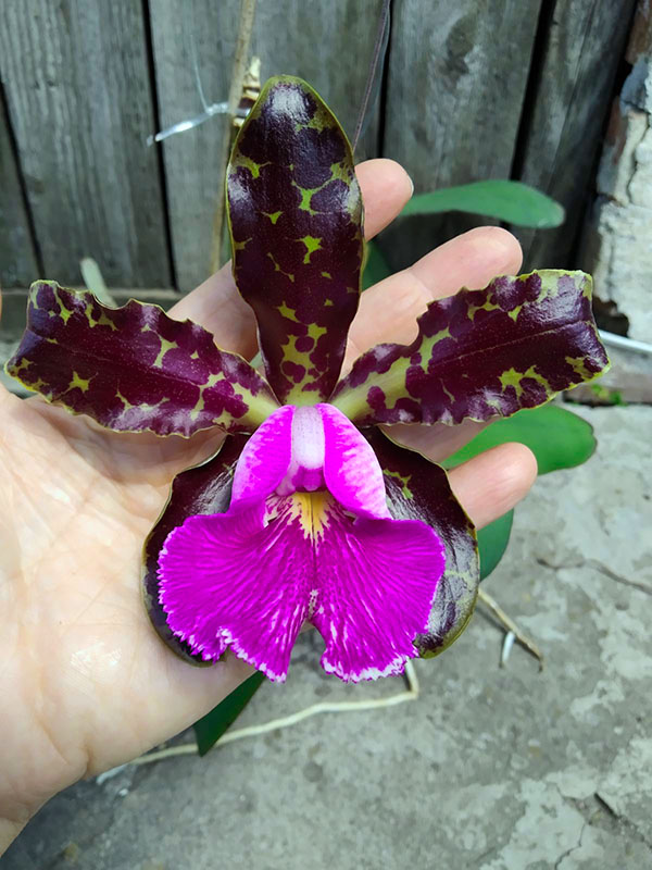 Cattleya schilleriana ((Labelao x Guarapari) x coerulea) x Guarapari.jpg