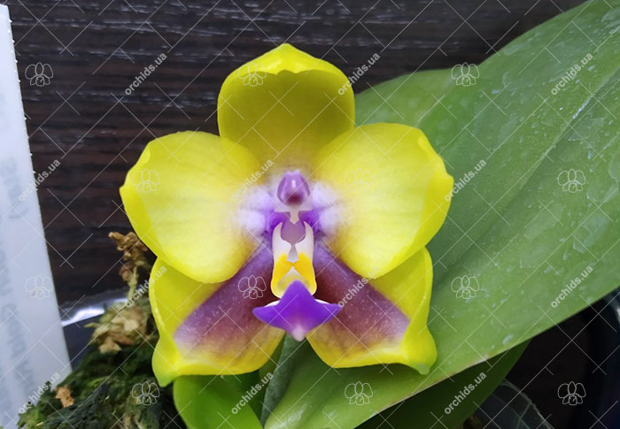 Phalaenopsis Mituo Princess 'Black Beauty' x (Lyndon Gold Ring x Miro Super Star).jpg