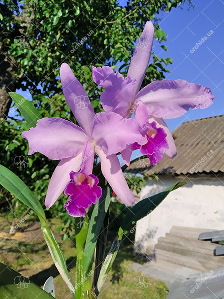 Laeliocattleya Love Knot coerulea x Cattleya mossiae coerulea.jpg