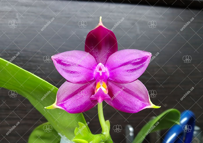 Phalaenopsis violacea indigo x Mituo Reflex Dragon 'Blue #2'.jpg