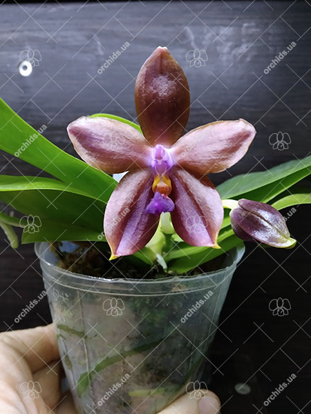 Phalaenopsis Mituo Princess 'Black Beauty' x (speciosa x Mituo Prince) 'Taro purple'.jpg