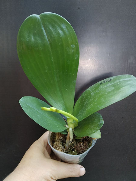 Phalaenopsis Mituo Reflex Dragon 'Blue -2'.jpg