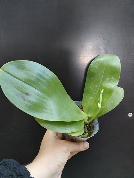 Phalaenopsis Mituo GH King Star 'UV rays'.jpg