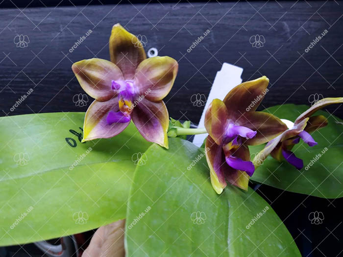 Phalaenopsis Mituo Princess 'Black Beauty' x (speciosa x Mituo Prince) 'Taro purple'.jpg