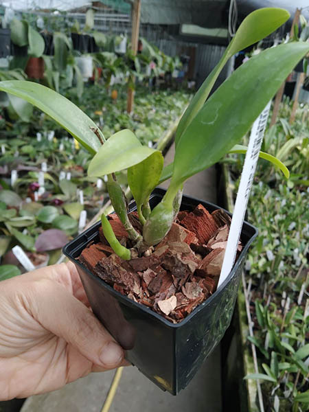 Laelia dayana coerulea 'Chojamaru' x SELF.jpg