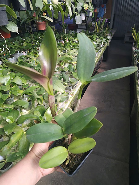 Sophrolaeliocattleya Jungle Hotspot 'SVO Splash Spots' x Brassolaeliocattleya Sunspots 'Sandy'.jpg