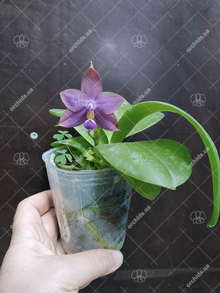 Phalaenopsis violacea indigo x Mituo Reflex Dragon 'Blue #2'.jpg