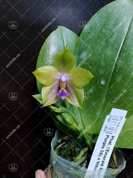 Phalaenopsis ('Emerald Bear' x LD Purple 3S) x Mituo GH King Star.jpg