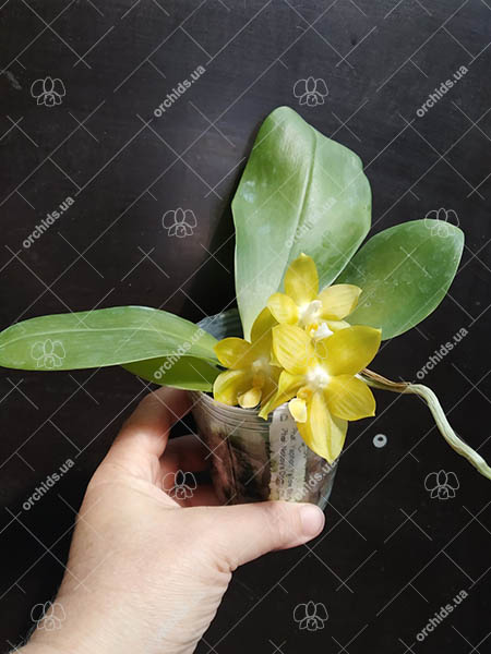 Phalaenopsis Yaphon 'Yellow Story' x Nobby's 'Doctor Chu'.jpg