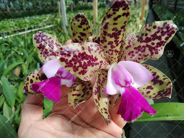 Cattleya Green Emerald 'Orchid Queen' (Cattleya Elizabeth Mahon x Cattleya Thospol Spot).jpg