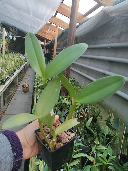 Cattleya forbesii ('Bela Vista 1' x 'Bela Vista 2').jpg