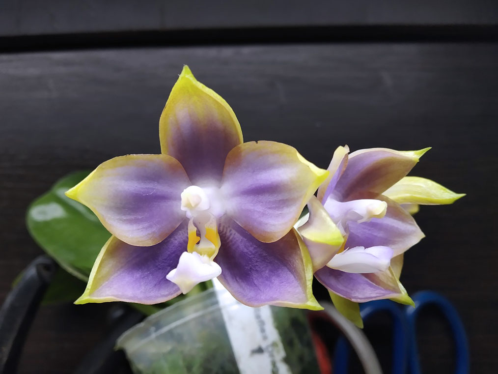 Phalaenopsis Mituo Reflex Dragon 'Blue -2'.jpg