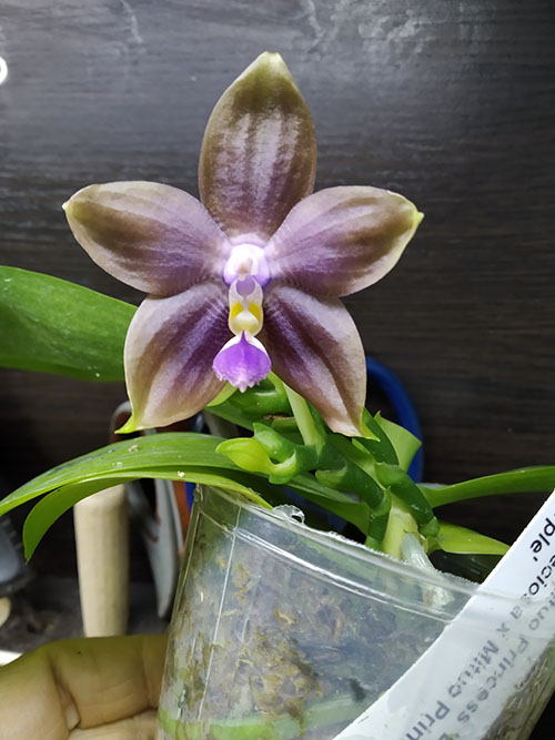 Phalaenopsis Mituo Princess 'Black Beauty' x (speciosa x Mituo Prince) 'Taro purple'.jpg