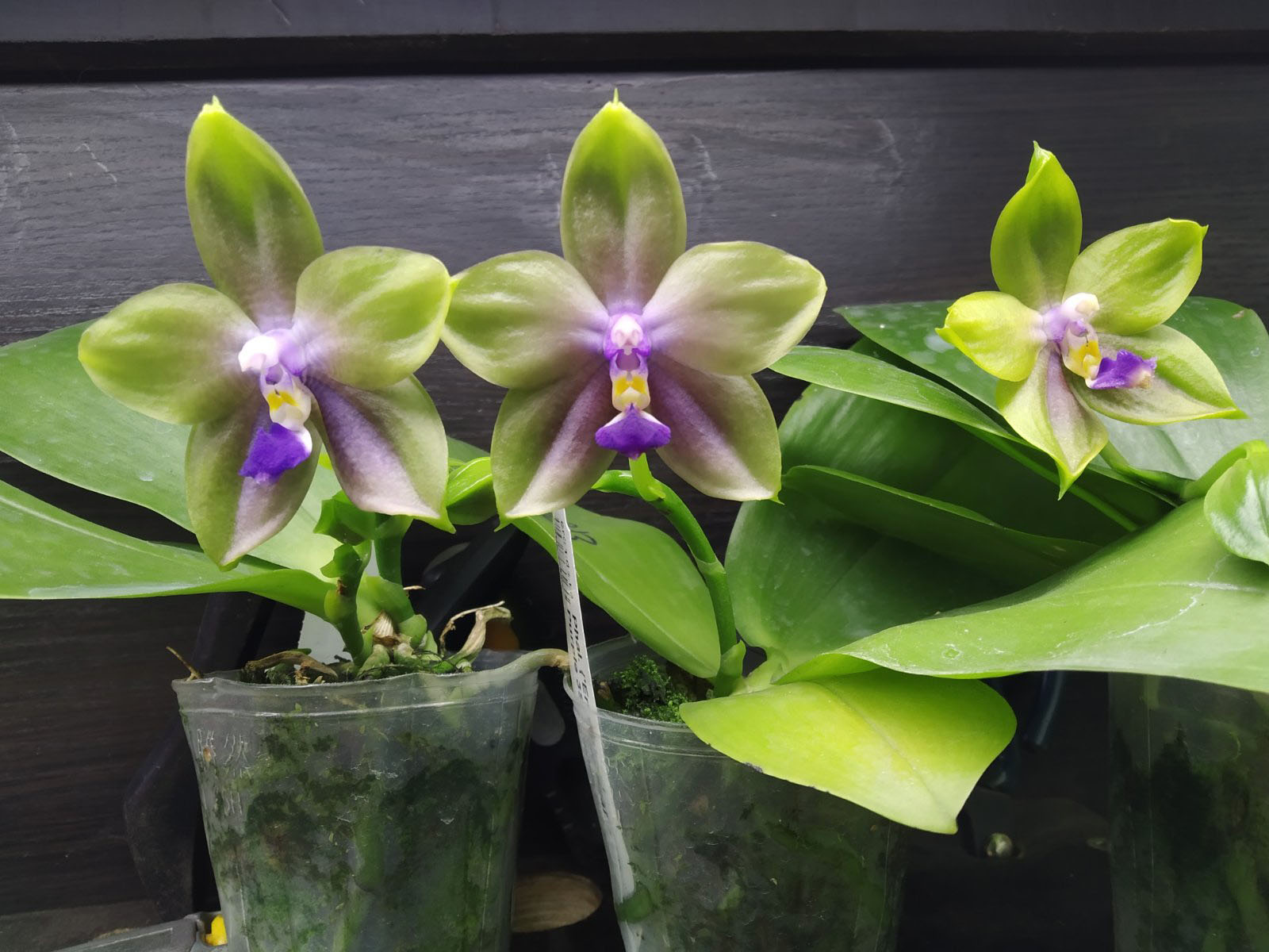 Phalaenopsis ('Emerald Bear' x LD Purple 3S) x Mituo GH King Star.jpg