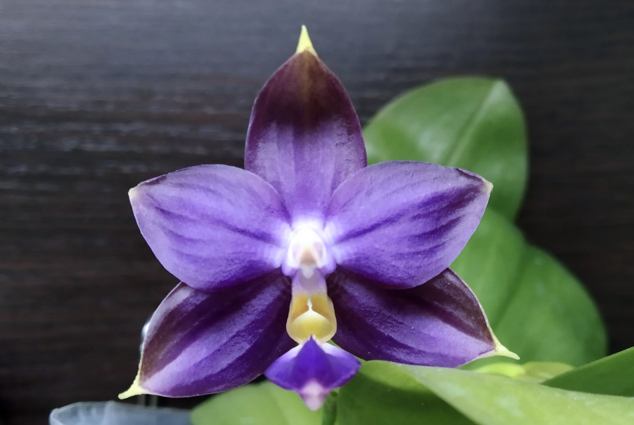 Phalaenopsis violacea indigo x Mituo Reflex Dragon 'Blue #2'.jpg