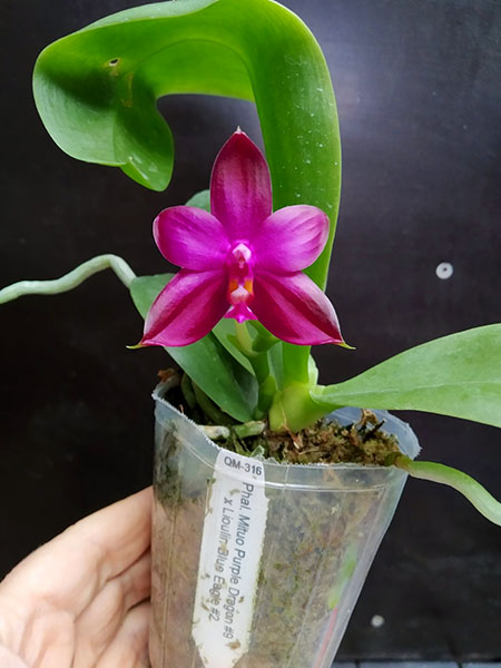 Phalaenopsis Mituo Purple Dragon #9 x Lioulin Blue Eagle #2.jpg