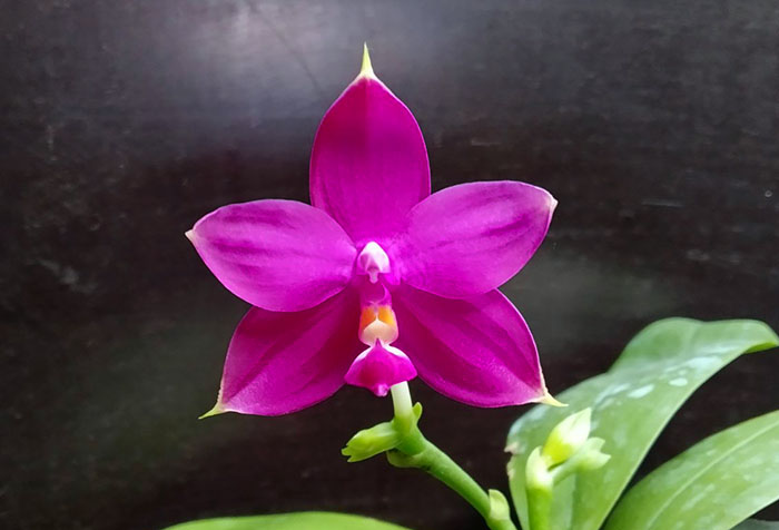 Phalaenopsis violacea indigo x Mituo Reflex Dragon 'Blue #2'.jpg