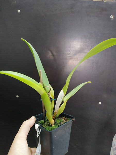 Cattleya labiata (semi-alba pincelada x semi-alba).jpg