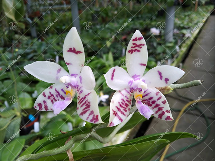 Phalaenopsis Penang Violacea x tetraspis.jpg