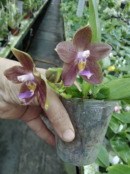 Phalaenopsis Mituo Princess 'Black Beauty' x (speciosa x Mituo Prince) 'Taro purple'.jpg