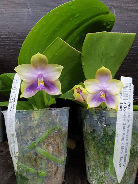 Phalaenopsis Mituo Princess 'Black Beauty' x (Lyndon Gold Ring x Miro Super Star).jpg