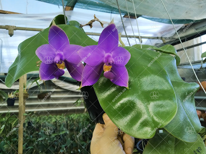 Phalaenopsis Samera Blue.jpg