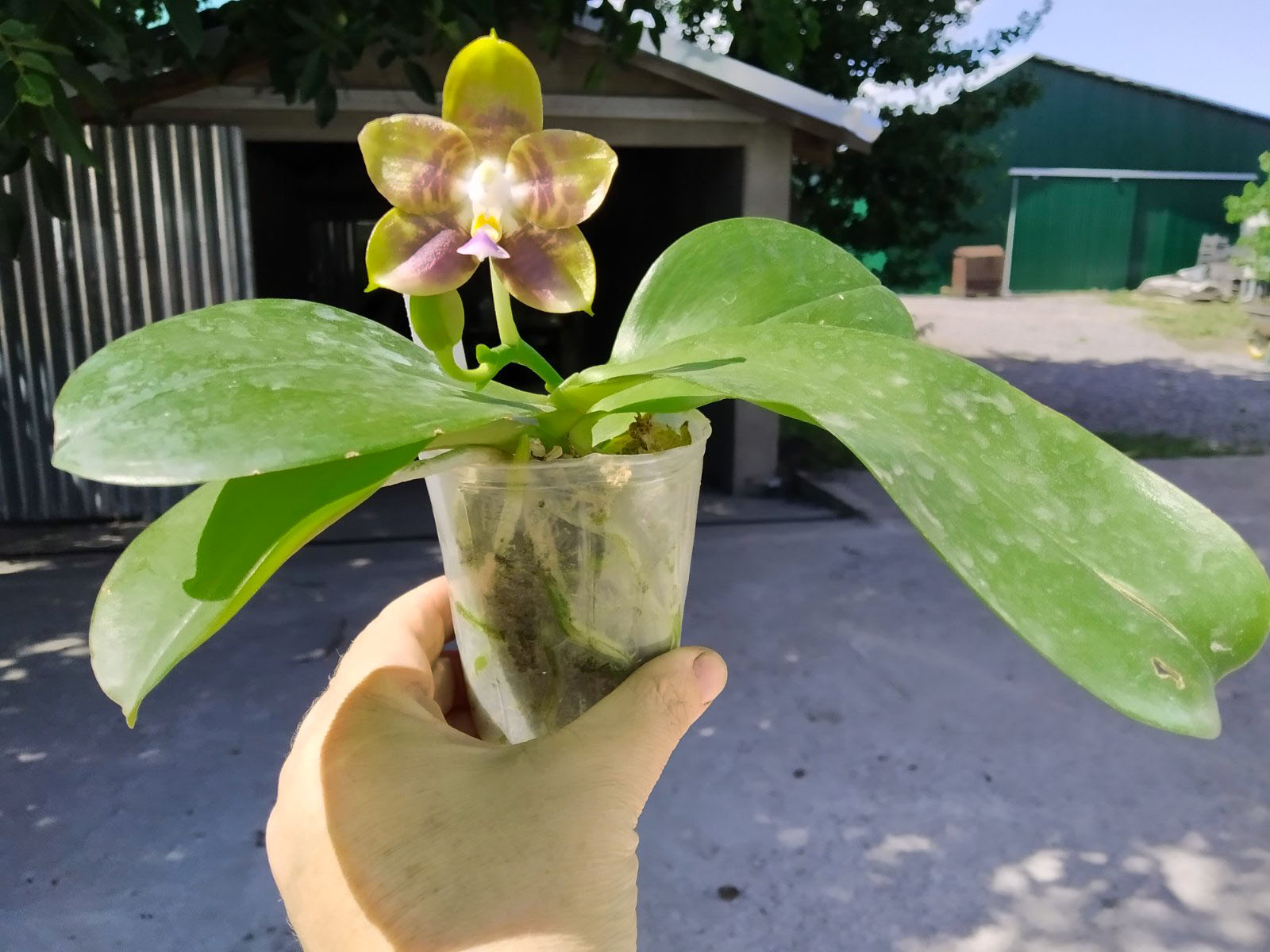 Phalaenopsis Mituo Princess 'Black Beauty' x Mituo Golden Tiger 'Green Tiger'.jpg