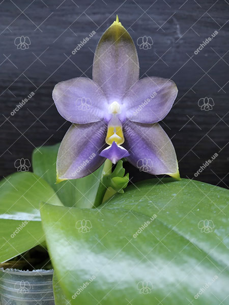 Phalaenopsis violacea indigo x Mituo Reflex Dragon 'Blue #2'.jpg