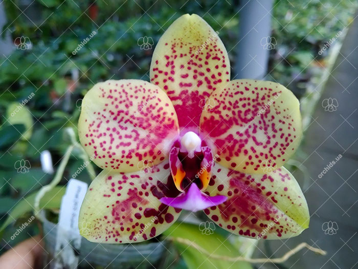 Phalaenopsis KS Super Zebra x GW Green World.jpg