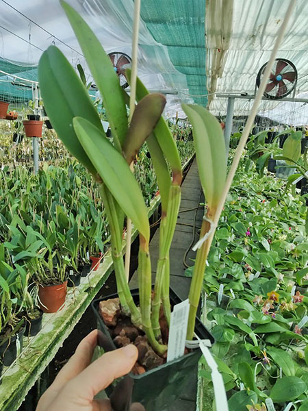 Cattleya lueddemanniana tipo 'Pinky' x Cattleya lueddemanniana rubra 'Gesia'.jpg