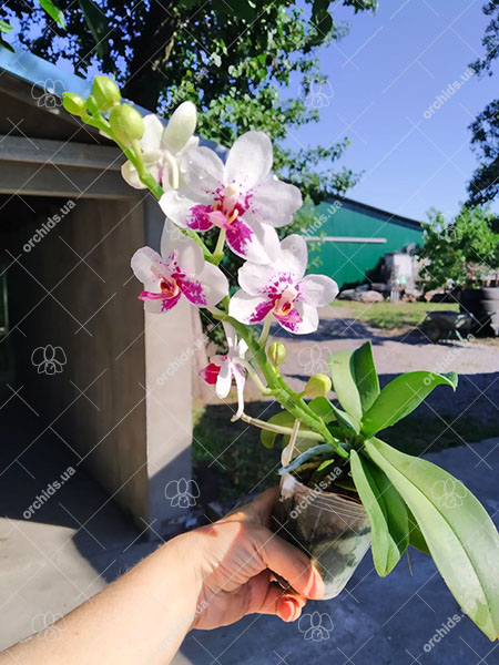 Phalaenopsis Joy Nancy Lady 'Pocahontas'.jpg