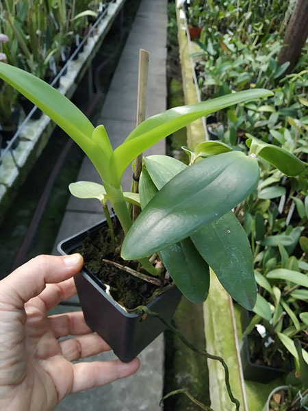 Cattleya forbesii var aurea.jpg