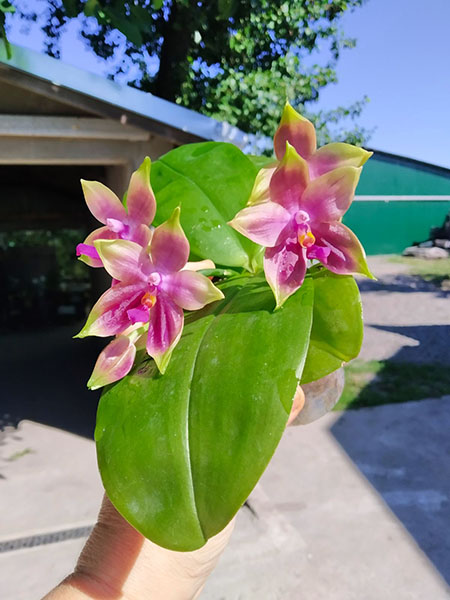 Phalaenopsis Mituo Princess 'Black Beauty' x (speciosa x Mituo Prince) 'Taro purple'.jpg