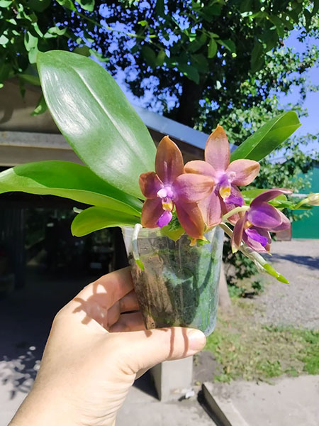 Phalaenopsis Mituo Princess 'Black Beauty' x (speciosa x Mituo Prince) 'Taro purple'.jpg