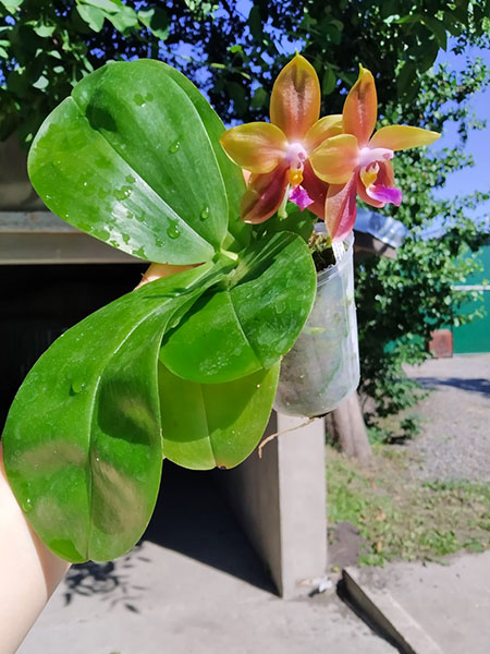 Phalaenopsis Mituo Princess 'Black Beauty' x (speciosa x Mituo Prince) 'Taro purple'.jpg