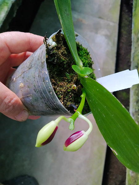 Phalaenopsis tetraspis 'C#1'.jpg