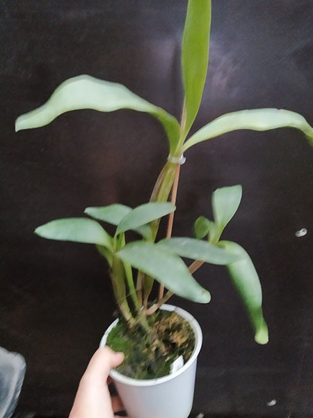 Dendrobium spectabile.jpg