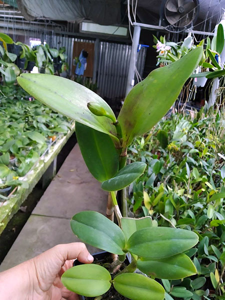 Sophrolaeliocattleya Jungle Hotspot 'SVO Splash Spots' x Brassolaeliocattleya Sunspots 'Sandy'.jpg