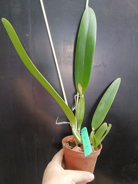 Cattleya mossiae semi alba 'Pica Pau' x self.jpg