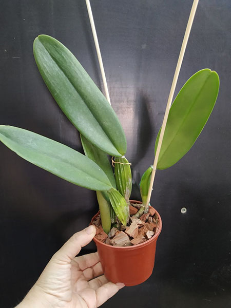 Cattleya warneri coerulea 'Boa Noite' x self.jpg