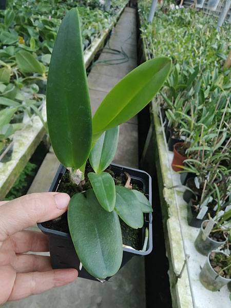 Cattleya eldorado 'M Ito'.jpg