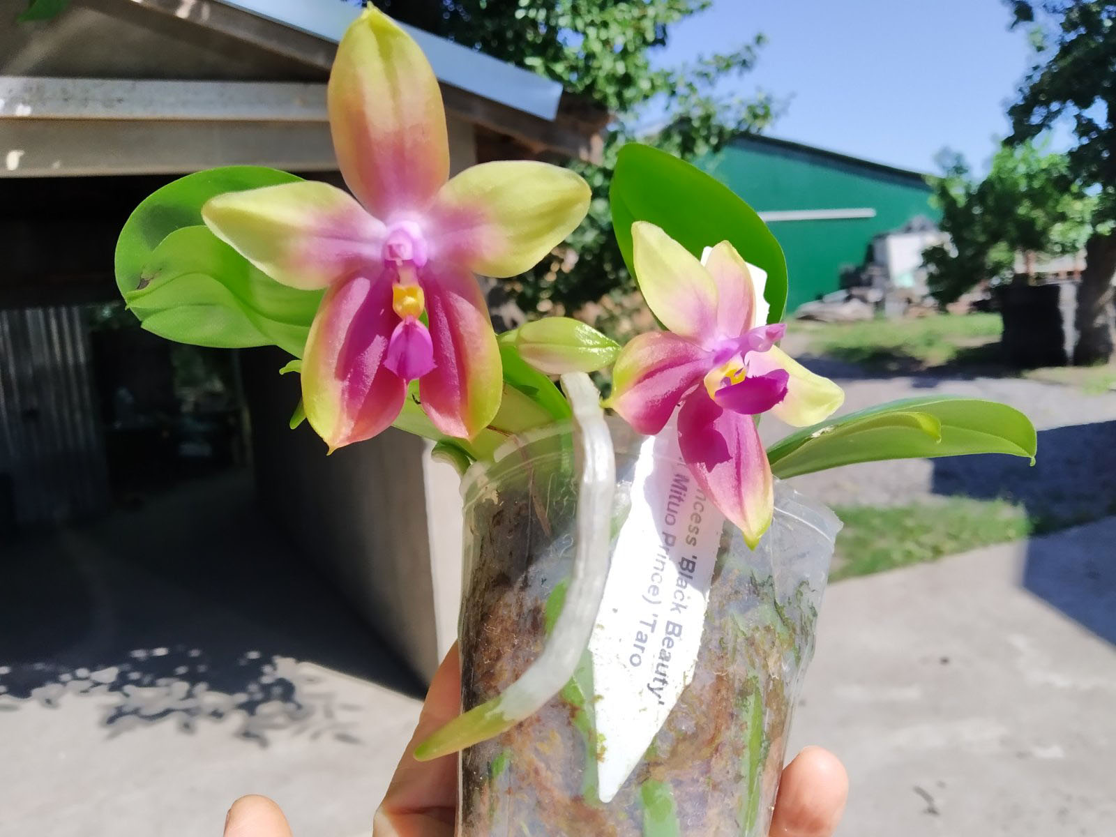 Phalaenopsis Mituo Princess 'Black Beauty' x (speciosa x Mituo Prince) 'Taro purple'.jpg