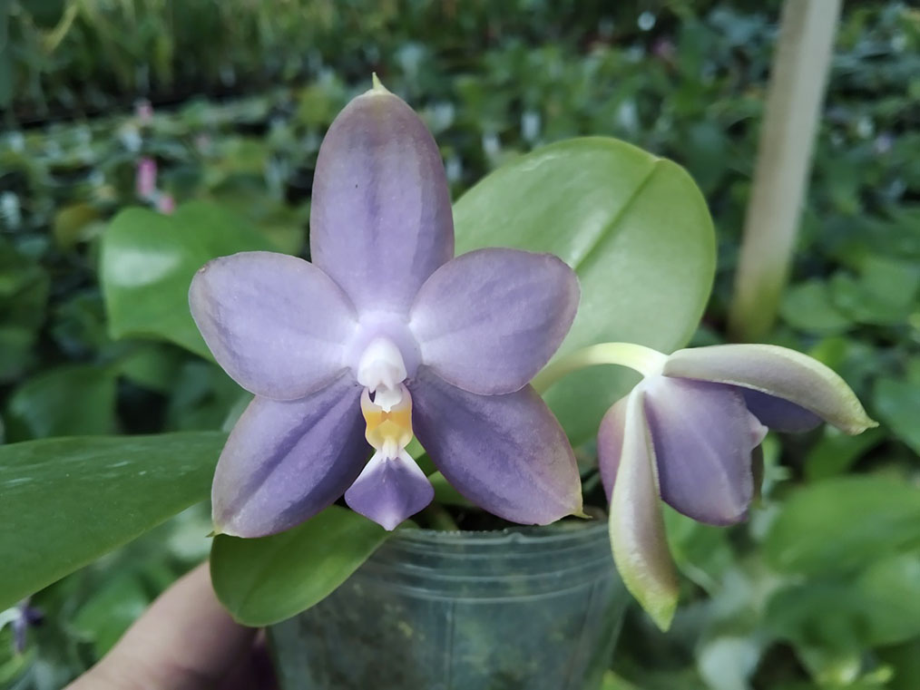 Phalaenopsis violacea indigo x Mituo Reflex Dragon 'Blue #2'.jpg