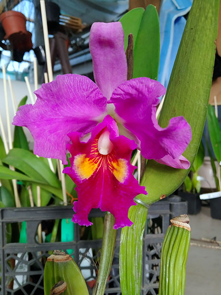 Cattleya warscewiczii sanderiana x Brassolaeliocattleya Chia Lin 'New City'.jpg