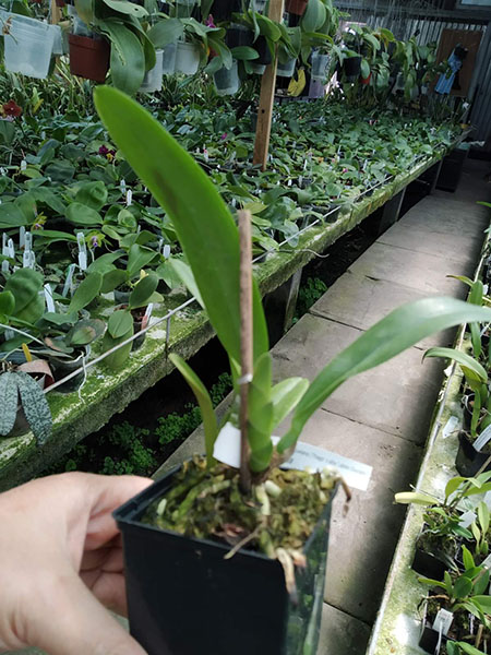 Cattleya percivaliana ('Thiago' x alba 'Labelo Dourado').jpg