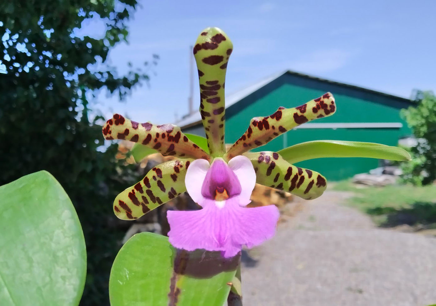 Cattleya aclandiae tipo (seedlings).jpg