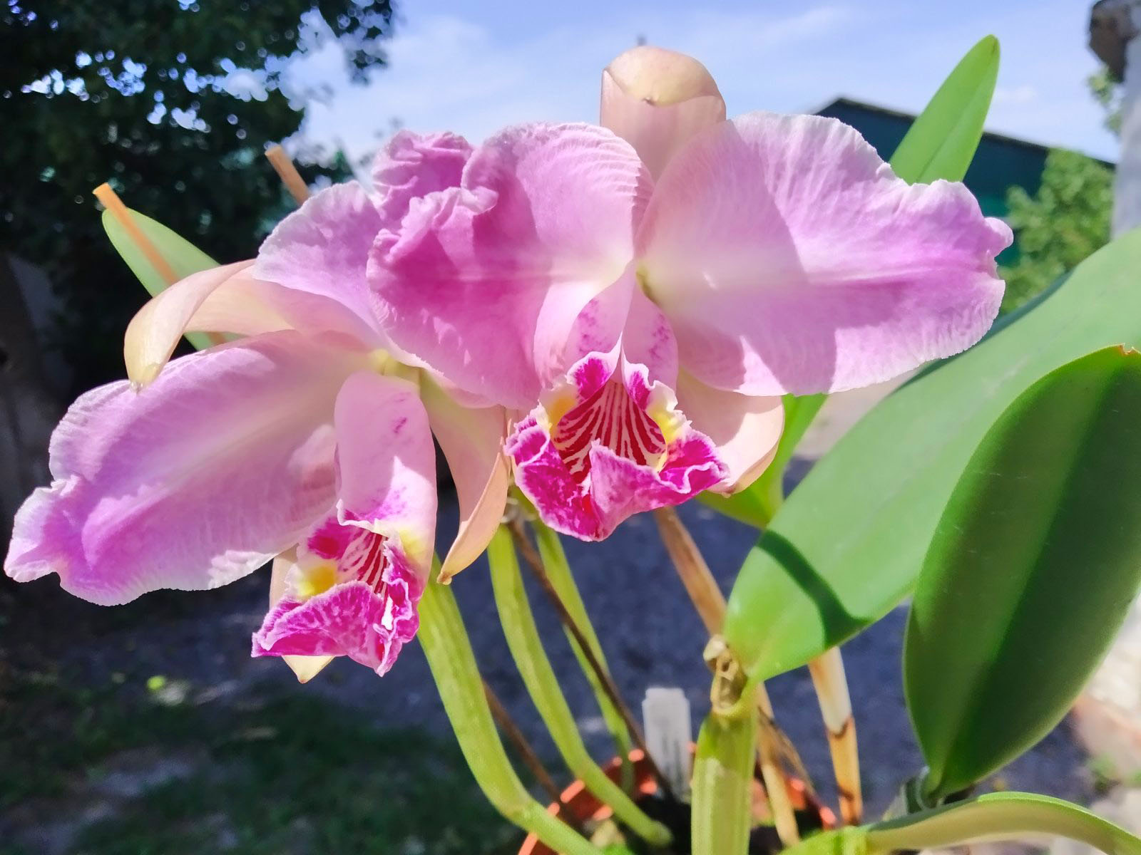 Cattleya lueddemanniana rubra 'W' x ('Fennel' x 'Maruja').jpg